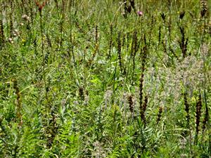 pohlad do bohatej populacie Veronica jacquinii